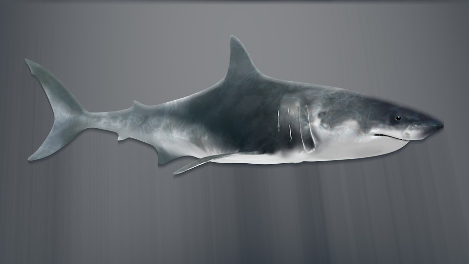 Shark Model and Rig preview image 1